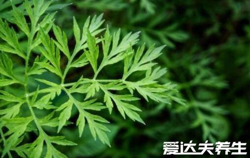 房間熏艾草的危害，可能有致癌的風(fēng)險(xiǎn)