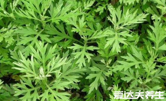 房間熏艾草的危害，可能有致癌的風(fēng)險(xiǎn)