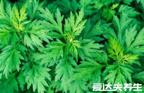 房間熏艾草的危害，可能有致癌的風(fēng)險(xiǎn)