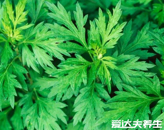 螨蟲(chóng)最怕這3種東西，好好利用螨蟲(chóng)全死光