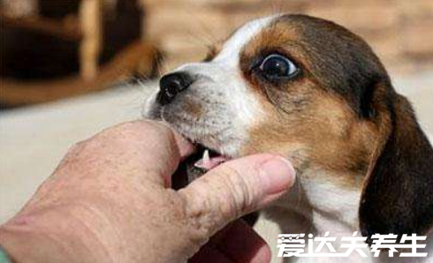 狂犬疫苗多少錢一針，打完狂犬疫苗要注意的4種事項