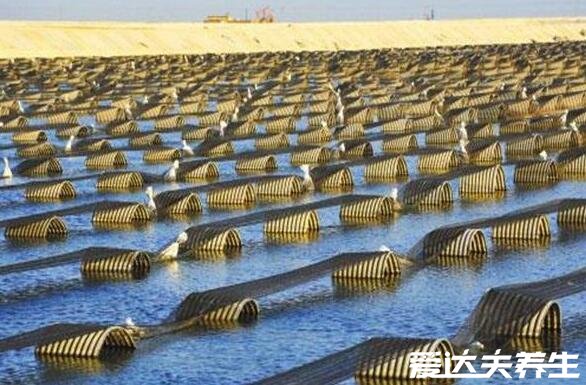 海參哪一種海參比較好，淡干工藝的純野生海參最好