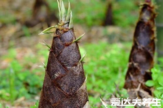 六種人不宜多吃竹筍，過敏/未成年/胃病患者等禁食(竹筍禁忌)