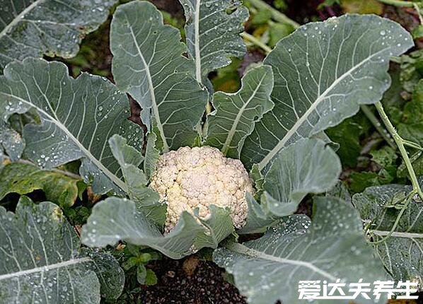 花椰菜是什么菜，甘藍的變種蔬菜與西蘭花類似(花椰菜圖片)