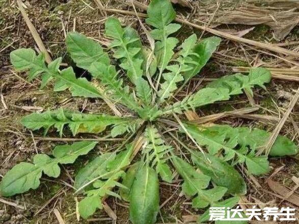 薺菜的功效與作用，能夠抗菌消炎預(yù)防癌癥還能保護(hù)眼睛(圖片)