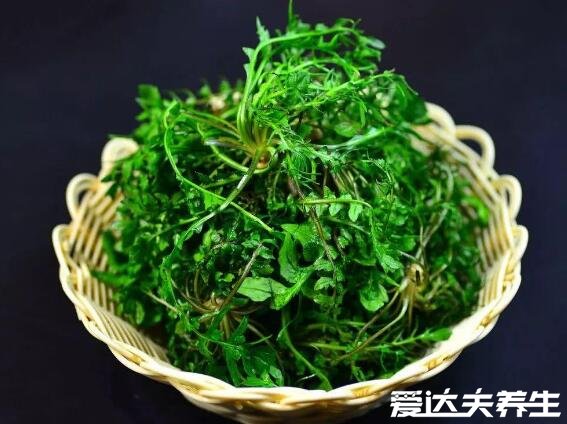 薺菜的功效與作用，能夠抗菌消炎預(yù)防癌癥還能保護(hù)眼睛(圖片)