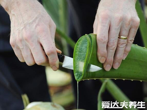 新鮮蘆薈涂臉正確方法，要先進(jìn)行去毒處理否則會(huì)過敏