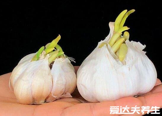 大蒜發(fā)芽能吃嗎，能吃無毒但盡量少吃(附大蒜挑選方法)