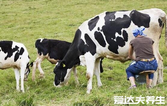 生牛乳是什么意思它與純牛奶有什么區(qū)別，看清這三點(diǎn)千萬別融混