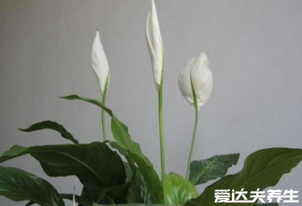  一帆風(fēng)順花有毒嗎，花和汁液中有毒但毒性不強(qiáng)(圖片)