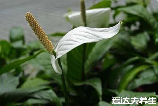  一帆風(fēng)順花有毒嗎，花和汁液中有毒但毒性不強(qiáng)(圖片)