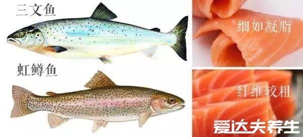 虹鱒魚(yú)和三文魚(yú)的區(qū)別，虹鱒魚(yú)有明顯彩色肉質(zhì)偏紅且松散(圖片)