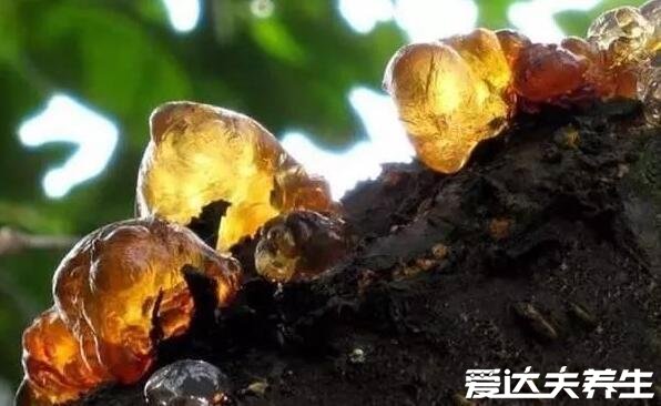 桃膠多少錢一斤什么人不能吃，孕婦吃了容易流產(chǎn)和胎兒畸形