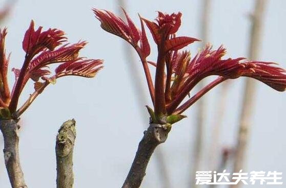  香椿的功效與作用及禁忌，可美容養(yǎng)顏/清熱解毒但有舊疾則慎用