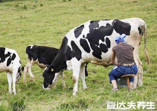 牛乳是什么和鮮牛奶有什么區(qū)別，從制作過程到飲用方式皆不同