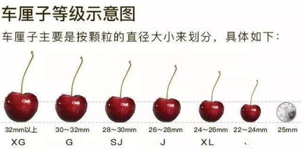 車厘子等級劃分標準，j級是什么意思(26-28mm之間的車厘子)