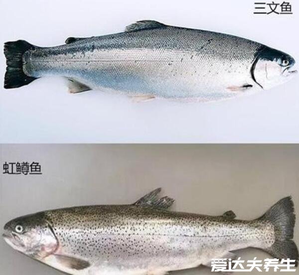 虹鱒魚和三文魚的區(qū)別，肉質(zhì)口感/外觀/價格有很大區(qū)別