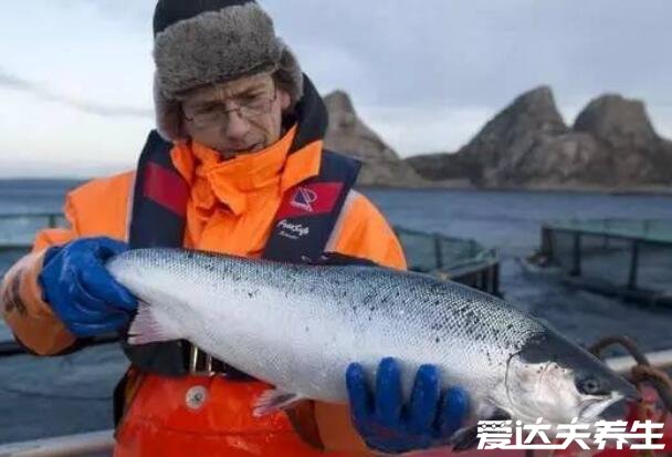 虹鱒魚和三文魚的區(qū)別，肉質(zhì)口感/外觀/價格有很大區(qū)別