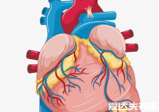 刷火鍋的黃喉是什么部位，為家畜的大血管由蛋白質(zhì)組成