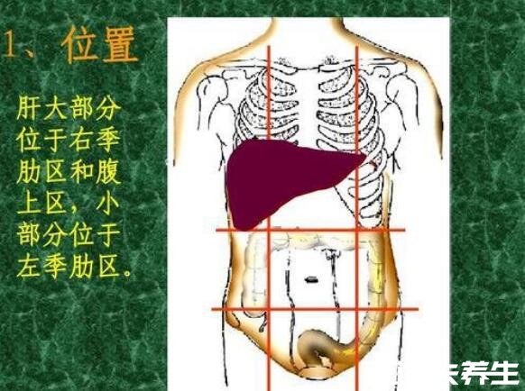 肝區(qū)疼痛位置圖，不同類型疼痛代表的病癥不同(不一定是肝病)