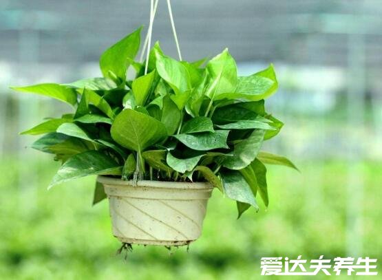 5大適合室內(nèi)養(yǎng)的植物，不僅好養(yǎng)活還能去甲醛凈化空氣