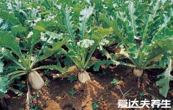 白蘿卜不能和什么一起吃，10大白蘿卜相克食物表(胡蘿卜在其中)