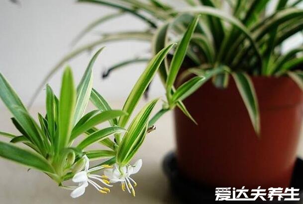 室內適合養(yǎng)的18種植物，太適合懶人了趕緊養(yǎng)起來