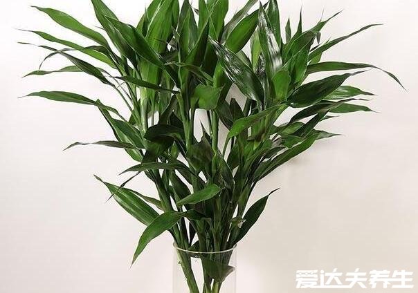 室內適合養(yǎng)的18種植物，太適合懶人了趕緊養(yǎng)起來