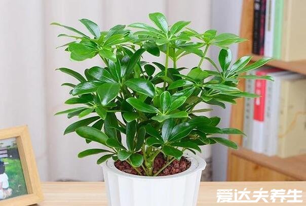 室內適合養(yǎng)的18種植物，太適合懶人了趕緊養(yǎng)起來