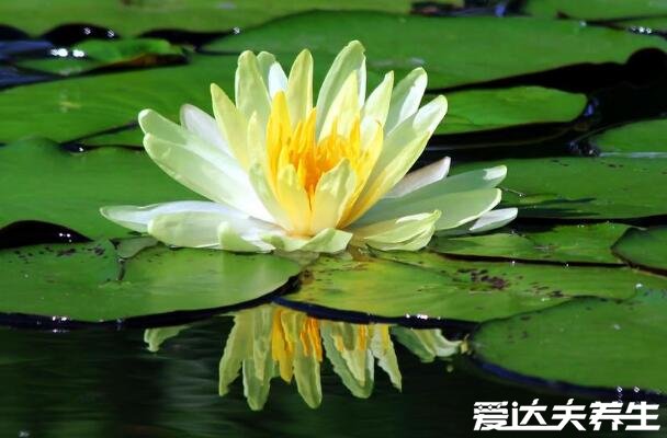 家里千萬不能養(yǎng)的6種花，不僅帶有毒素還影響風(fēng)水