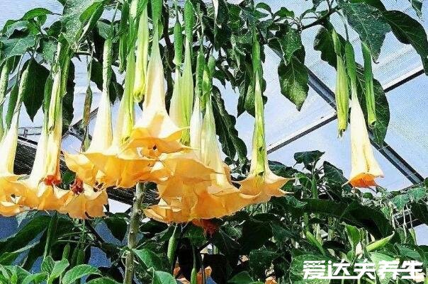 家里千萬不能養(yǎng)的6種花，不僅帶有毒素還影響風(fēng)水