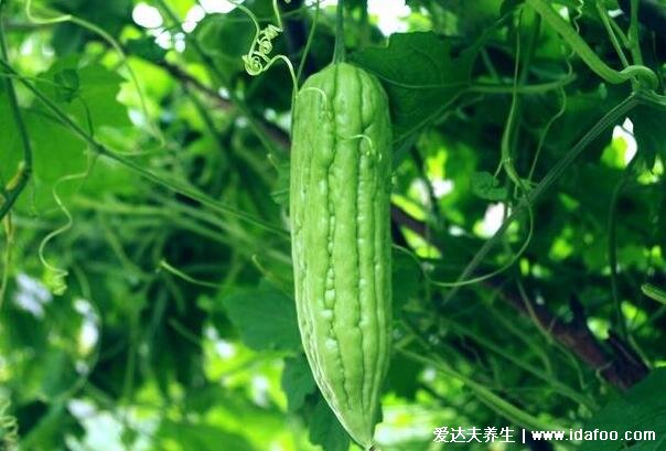 血糖高吃什么食物最好最佳，8種蔬菜水果放心吃能降糖