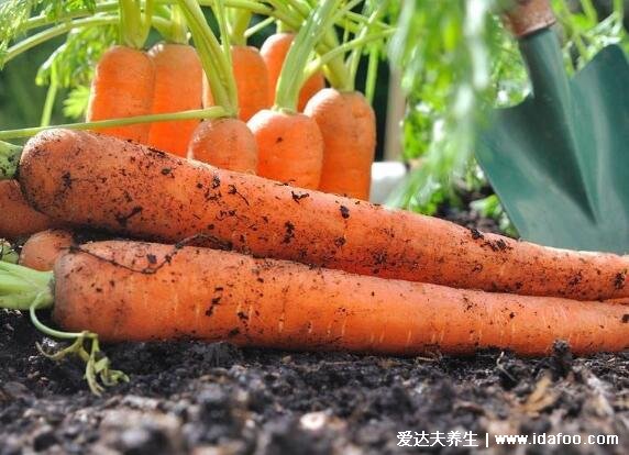 子宮肌瘤最怕4種食物，除了胡蘿卜還有這三種日常又好吃