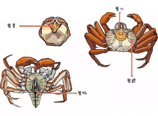 螃蟹哪里不能吃高清圖，螃蟹中間部位最不能吃