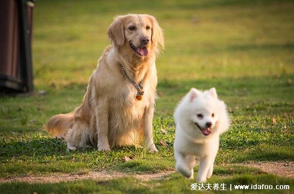 怎樣判斷用不用打狂犬疫苗，先打針然后通過10日觀察法確定