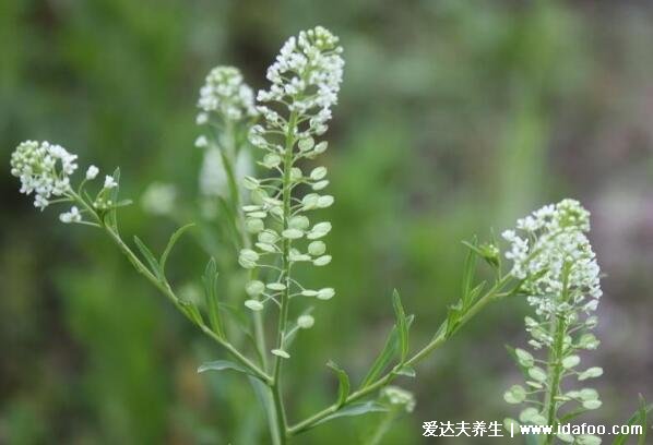 4大薺菜花煮雞蛋的功效，滋補身體/降壓降脂/提高大腦功能/清熱利濕