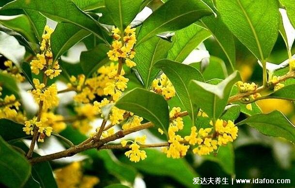 桂花泡水喝的9大禁忌，喝多可能會導致口臭(一次8-10顆最佳)