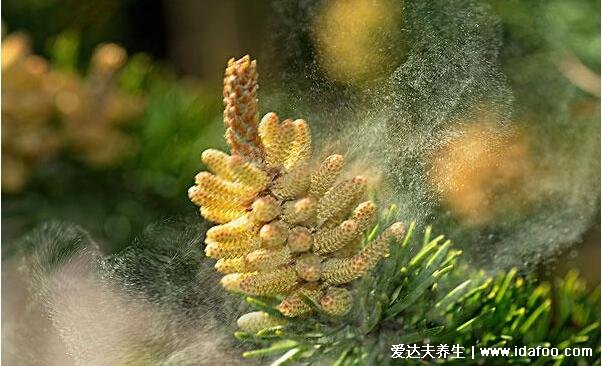 松花粉的功效與作用及食用方法，早晚一次溫水沖服(5大功效)