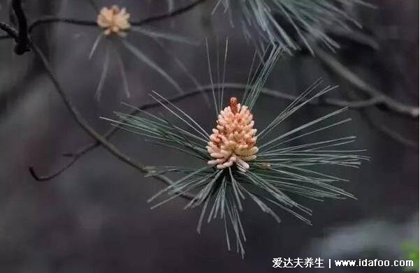 松花粉的功效與作用及食用方法，早晚一次溫水沖服(5大功效)