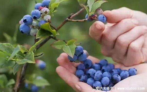 男人必知4大壯陽水果，桑葚/獼猴桃/荔枝/藍莓(附壯陽食物)