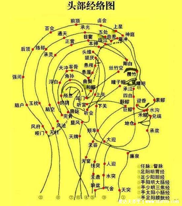 人體九條頭部經(jīng)絡(luò)圖解大全，按摩這些頭部經(jīng)絡(luò)和穴位能改善頭疼