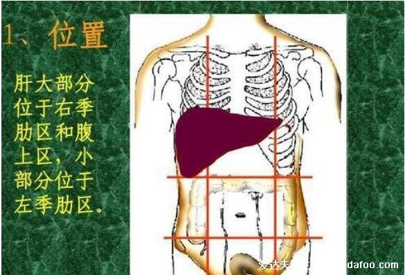 肝區(qū)疼痛位置圖，引起肝區(qū)疼痛的6種原因(不一定是肝癌不要驚慌)