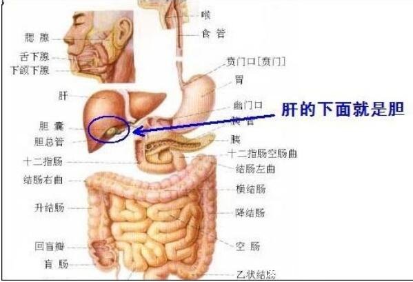 肝區(qū)疼痛位置圖，引起肝區(qū)疼痛的6種原因(不一定是肝癌不要驚慌)