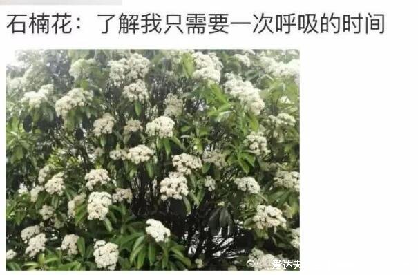 石楠花為什么是精子味，最污的花因為主要成分是三甲氨