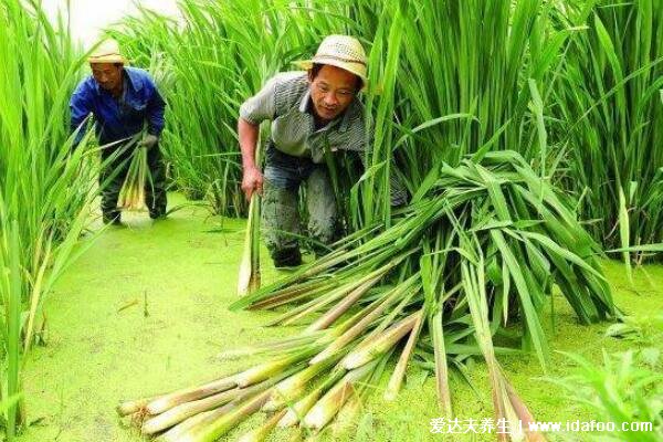 茭白是什么能吃嗎，水里長(zhǎng)的蔬菜有水中人參之稱(圖片)