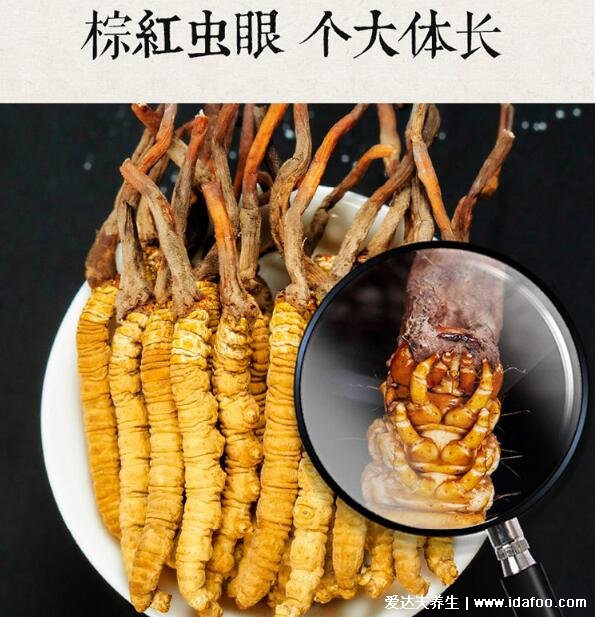 2021冬蟲(chóng)夏草多少錢(qián)一克，130-288元附功效作用及食用方法(圖片)