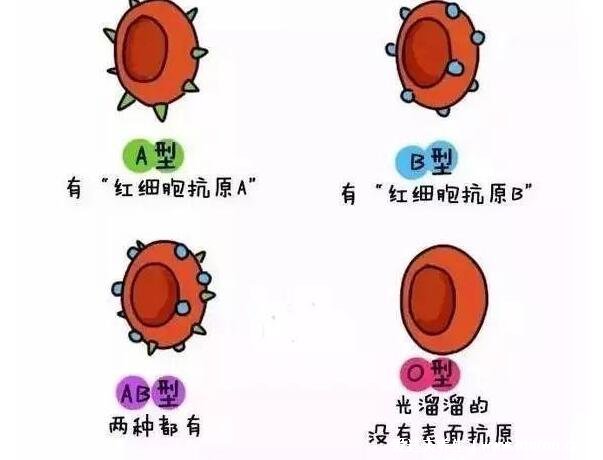 4個(gè)血型哪個(gè)血型最好，b型血是當(dāng)之無愧的貴族血