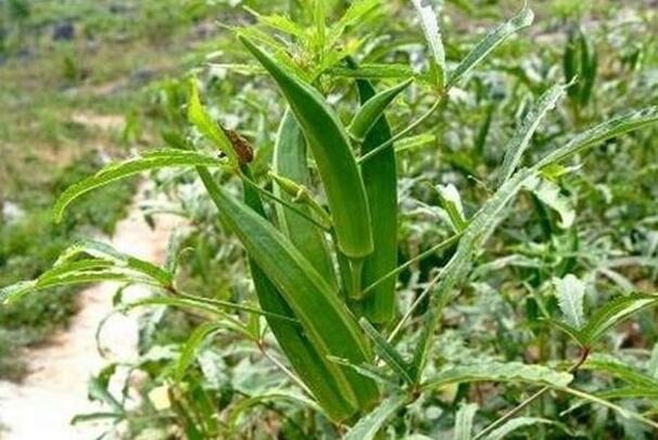 秋葵的功效與作用，植物偉哥能強腎補虛/減肥/抗疲勞