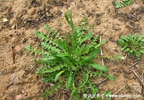 薺菜圖片功效與作用食用方法，多吃薺菜可以降血脂血壓