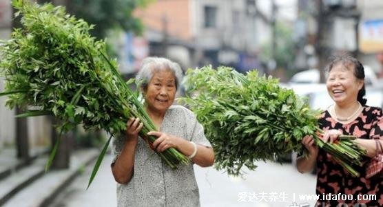 端午節(jié)為什么要掛艾草，驅(qū)鬼辟邪求吉祥